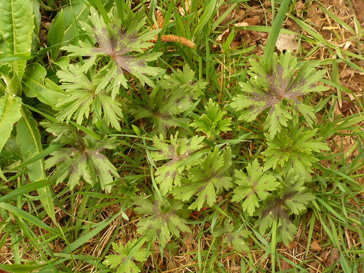 Ranunculus acris subsp. acris (Ranunculaceae)